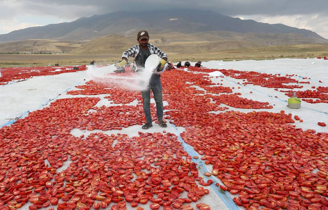 Süphan Dağı’nda yetişiyor 12 kilodan 1 kilo çıkıyor. Türkler 1 kilo bile alamıyor 18